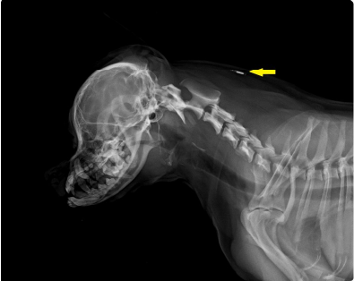 posición chip implantación mascotas