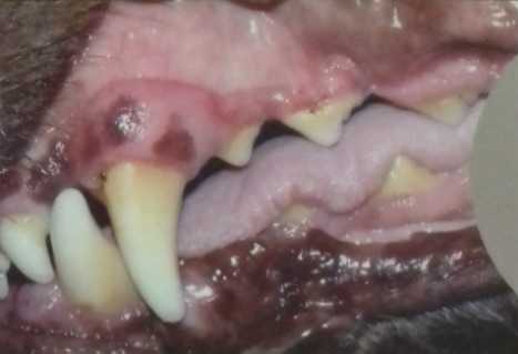 placa bacteriana perros gingivitis