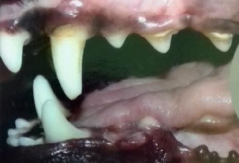 placa bacteriana perros Enfermedad Periodontal Ligera